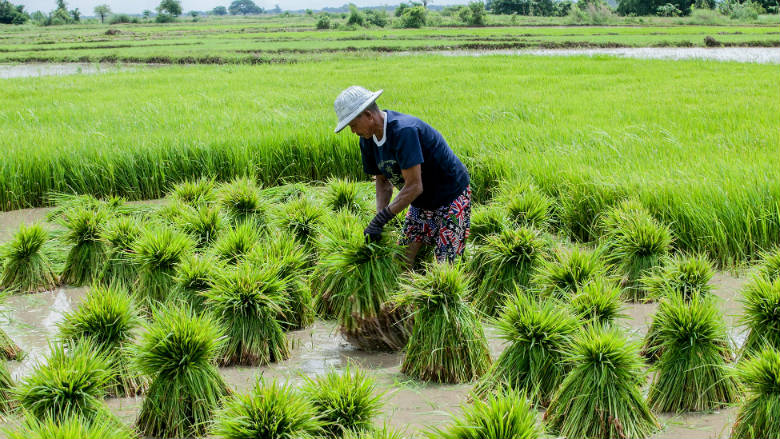 Myanmar: Analysis of Farm Production Economics